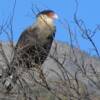 Southern Caracara.  This beautiful bird was common along our entire route.  Photo - Arne Nilsson