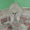 This baby owl had fallen through  the damaged ceiling in the  abandoned railroad station in Fitalancao.  It made loud hissing sounds to frighten us away.