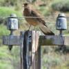 Chimango Caracara.  A beautiful smallish hawk