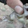 We encountered hundreds of lizards.  This ferocious guy looks to have a mouth full of teeth, but on closer inspection, they appear to be a deceptive scale pattern.