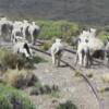 Well, this may not be wildlife, but we did our share of herding.  We encountered hundreds of sheep in the most desolate areas.  They would panic and run down the center of the tracks instead of turning off to the side for safety.