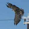 Rufous-tailed Hawk.  He's not taking off in a puff of smoke, that's a cloud in the background.