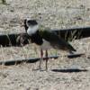 This bird is still unidentified at time of posting.  These birds  were around us much of the time.  They usually flew in pairs and had an enchanting trilling call.  In the air, the underside of their wings had  distinctive white and black markings.