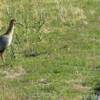 Buff-neck Ibis. Photo - Arne Nilsson