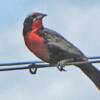 Long-tailed Meadowlark