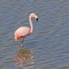 Flamingo.  We spotted two in a pond 100 yards below our track.